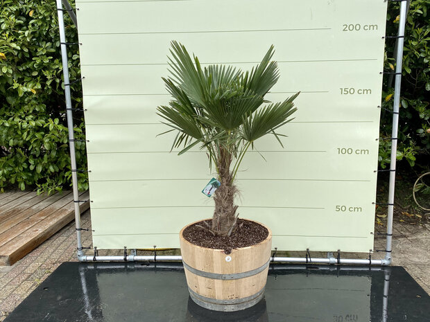 importeren klant Ijsbeer Palmboom - Trachycarpus fortunei in wijnvat - Tropic Trees