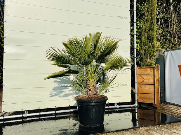 Afleiden maag pin Chamaerops Humilis 130-150cm, - Tropic Trees