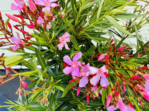 roze oleander 60-80cm -