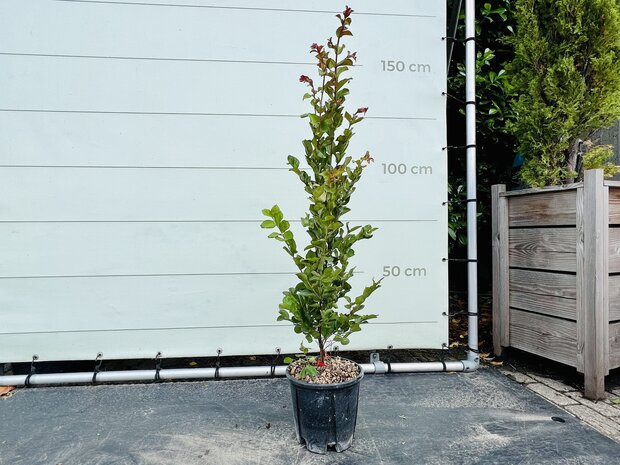 Lagerstroemia-Indica-140cm-Tropictrees