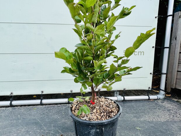 Lagerstroemia-Indica-140cm-Tropictrees-1