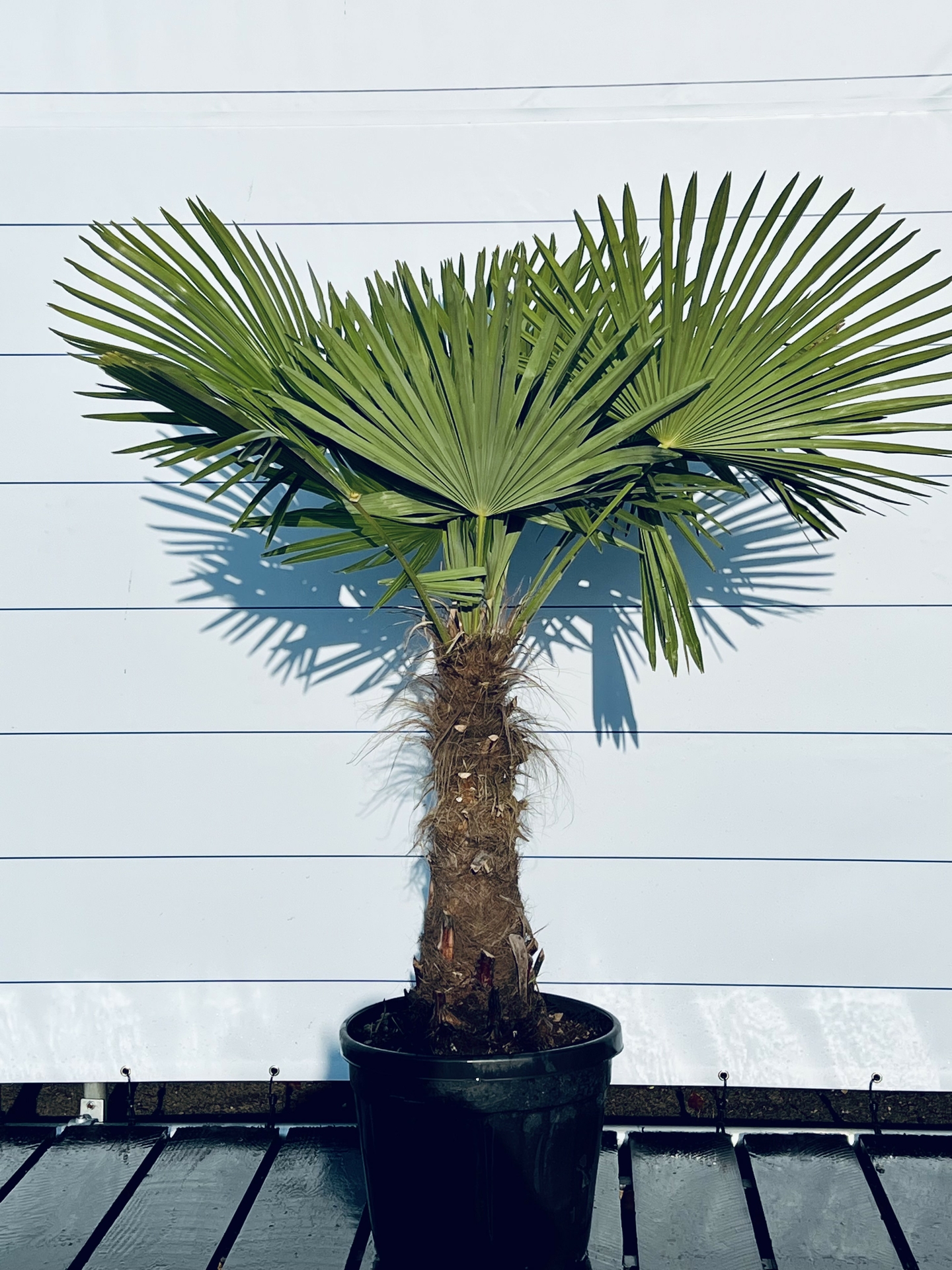 palms 20〜60g19本 palms 20〜60g19本 フィッシング