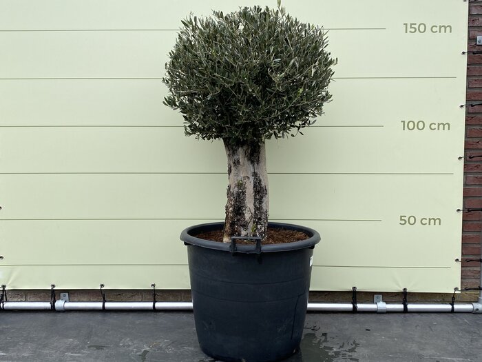 Olijfboom bol op stam 150cm, stamomvang 50/60 cm Tropic Trees