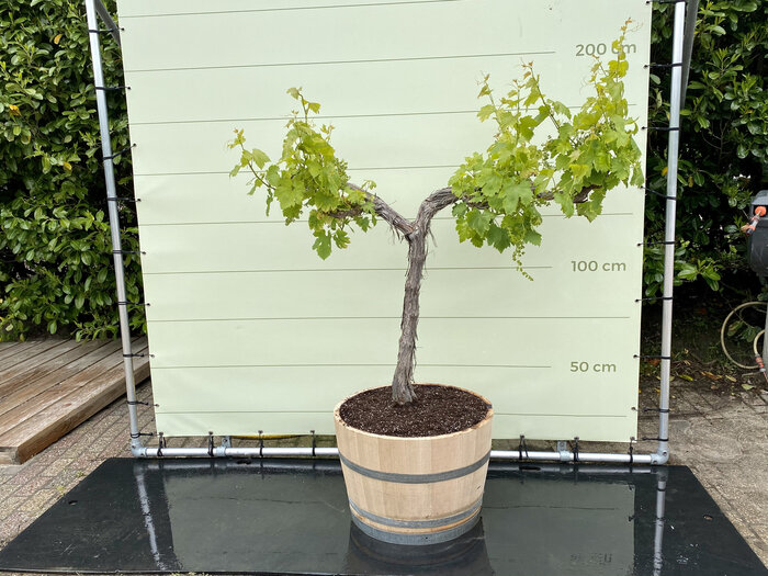Druif op oude stam in wijnvat 160cm Tropic Trees