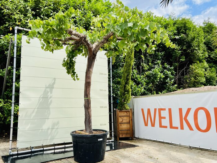 Druif op Oude Hoge Stam Authentieke Wijngaard Sfeer Tropic Trees
