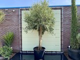 olijfboom stamomvang 50 - 60cm