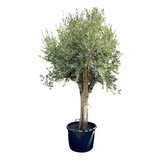olijfboom stamomvang 50 - 60cm
