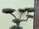 olijfboom pon-pon 40 - 50cm