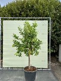 Citroenboom maat XL 200/250 cm_