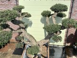 olijfboom pon-pon 100 - 110cm