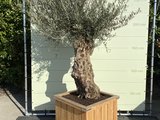 Olea Europea - Olijfboom Bonsai, stamomvang 80 - 100cm in hardhouten bak