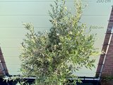 Olijfboom gladde stam stamomvang 20 - 40cm
