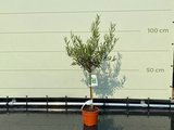Olea Europea - Olijfboom met gladde stam, stamomvang 4 - 6 cm_