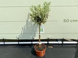 Olea Europea - Olijfboom met gladde stam, stamomvang 4 - 6cm