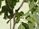 Vijgenboom - Ficus Carica 175 cm, zoete groene vijg