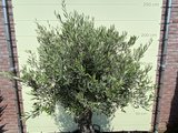 Bonsai Olijfboom - Olea Europea, stamomvang 60 - 80cm