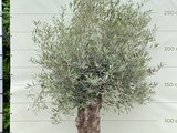 Olea Europea - Olijfboom bonsai stamomvang 80 - 100 cm_
