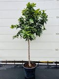 Citroenboom maat L - 160cm