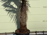 trachycarpus fortunei 80-100 cm