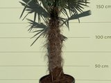 trachycarpus fortunei 100 - 120cm stamhoogte