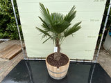 Trachycarpus Fortunei - Palm 150 cm
