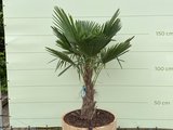 Trachycarpus fortunei - Palm 150 cm in half wijnvat_