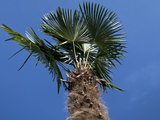 trachycarpus fortunei stamhoogte 350cm