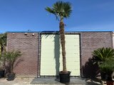 trachycarpus fortunei stamhoogte 400cm