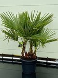 Trachycarpus Fortunei - multistam stamhoogte 15-20 cm_