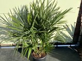 3 stammige palmboom - Trachycarpus Fortunei multistam 75 cm
