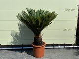 Sagospalm - Cycas Revoluta 100cm