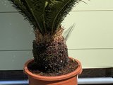 Sagospalm - Cycas Revoluta 100cm
