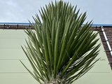 Yucca Filifera stamhoogte 90-100cm 
