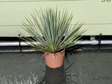 yucca rostrata 40/50cm