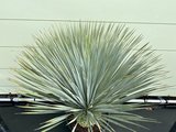 Yucca Rostrata stamhoogte 10 - 20cm
