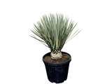 Yucca Rostrata stamhoogte 10 - 20cm