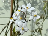 Nachtschade - Solanum Jasminoides 150 cm met witte bloesem_