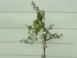 Nachtschade - Solanum Jasminoides 150 cm met witte bloesem_