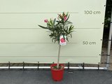 Rode Oleander op stam 80-100cm