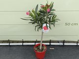 Rode Oleander op stam 80-100cm