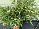 Witte Oleander - Nerium Oleander - 120 cm 