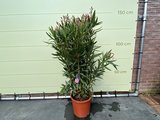 Roze Oleander - Nerium Oleander - 100 cm 