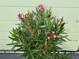 Roze Oleander - Nerium Oleander - 100 cm 