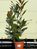 magnolia 100cm