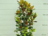 Magnolia Grandiflora Gallisoniensis 200 CM_