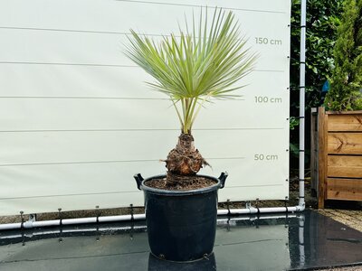 Palmboom voor buiten | Winterhard Tropic Trees