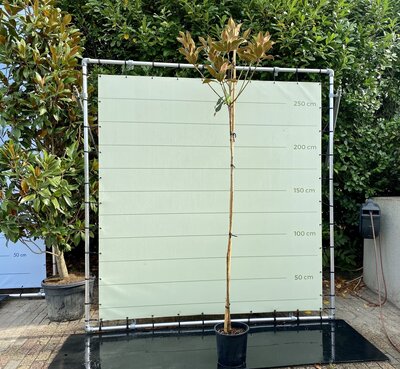 Magnolia Grandiflora Gallisoniensis - hoogstam - hoogte 250-300 cm