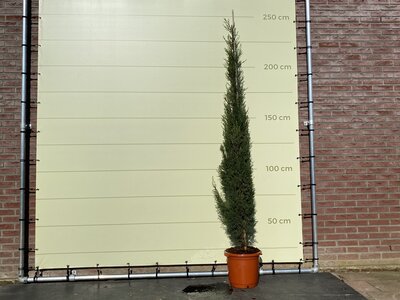 Italiaanse Cipres Totem - hoogte 250 cm