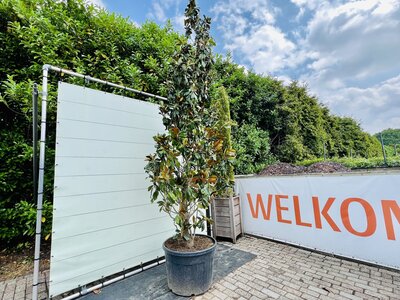 Magnolia Grandiflora Gallisoniensis - hoogte 400 cm