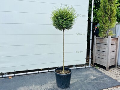 Liguster - Jonandrum